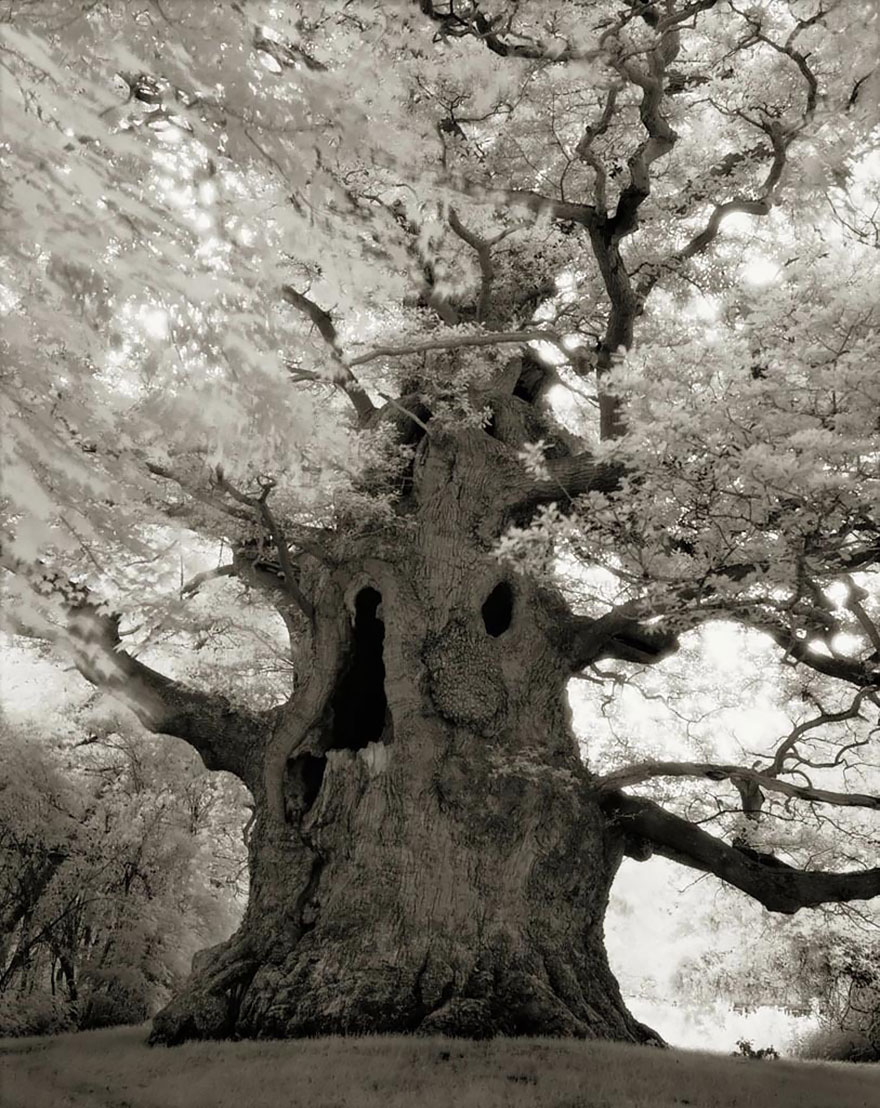 Деревья древние как мир в фотографиях из 14-летнего путешествия-16