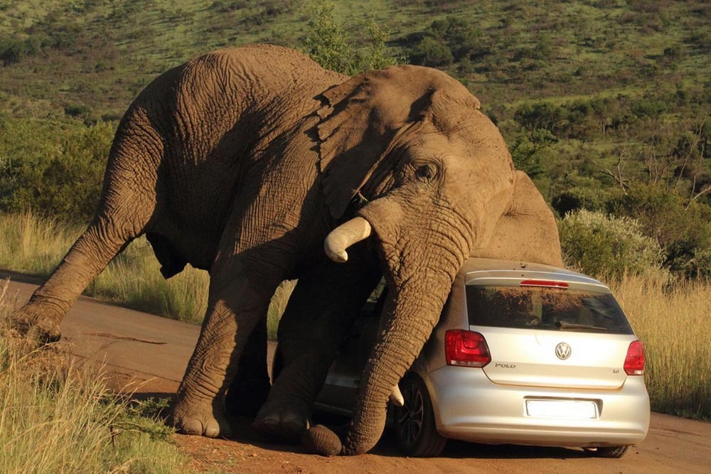 slon i avtomobil 1