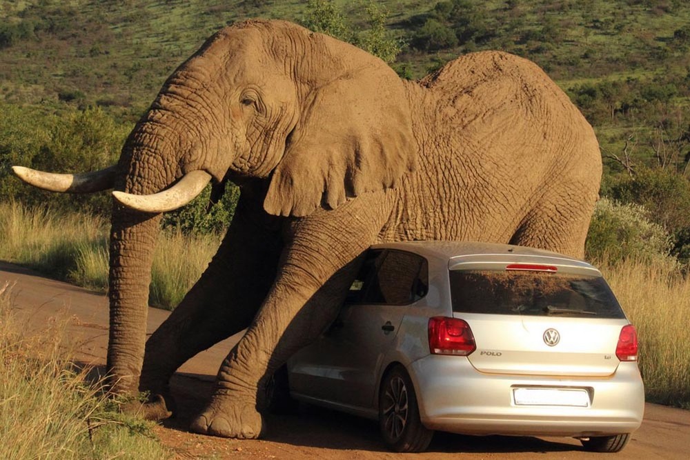 slon i avtomobil 2