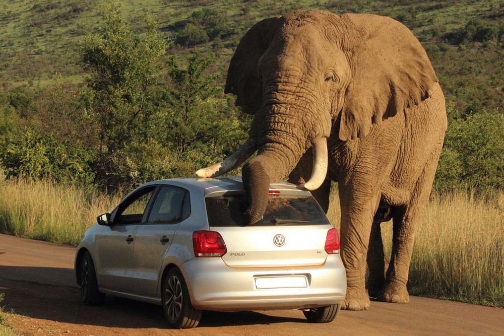 slon i avtomobil 3