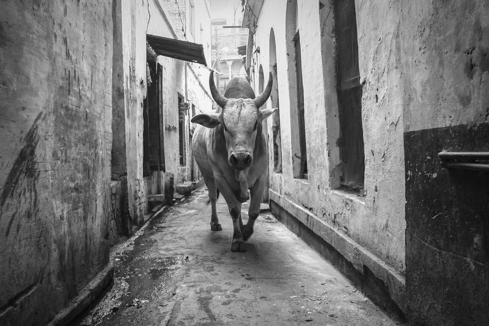 Священный бык на улицах Варанаси