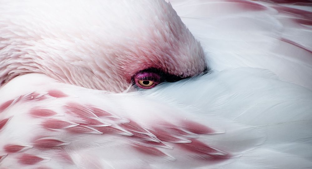 Melanholiia Flamingo