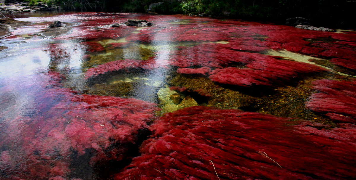 Каньо-Кристалес - фантастическая многоцветная река в Колумбии