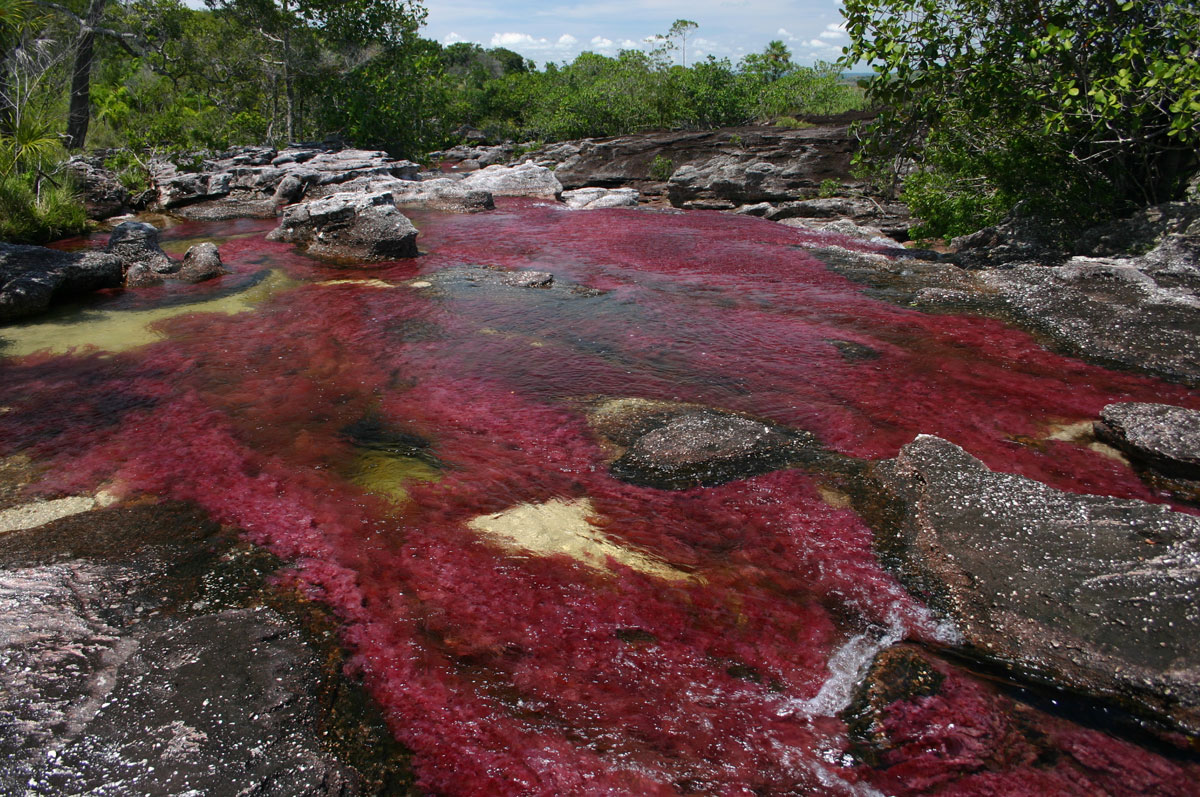 Каньо-Кристалес - фантастическая многоцветная река в Колумбии