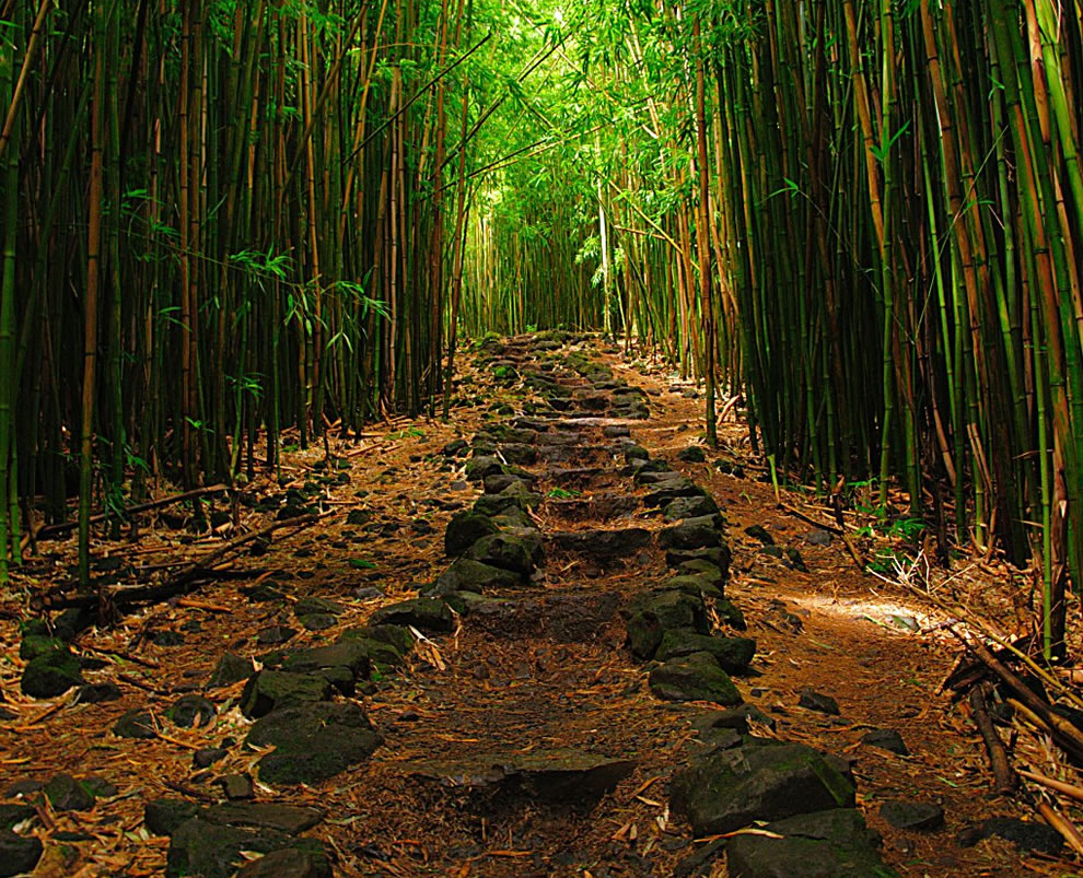 Красивые бамбуковые леса со всего мира - 40 фото
