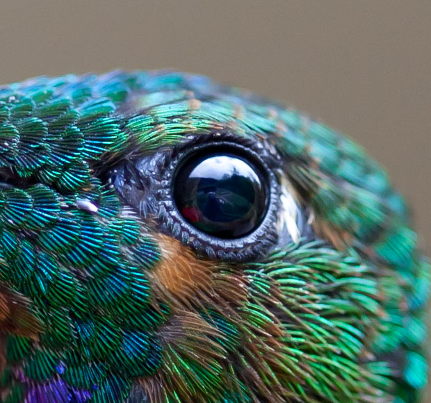 Красивые макрофотографии колибри Криса Моргана