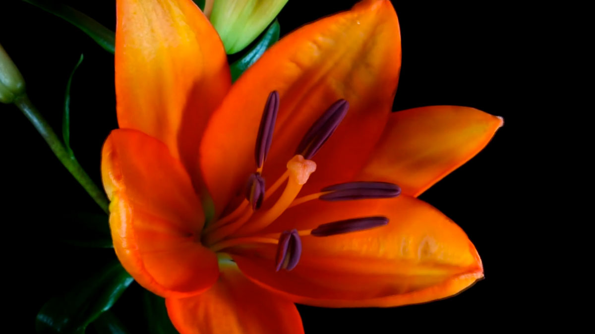 Как распускаются цветы - потрясающее видео time-lapse