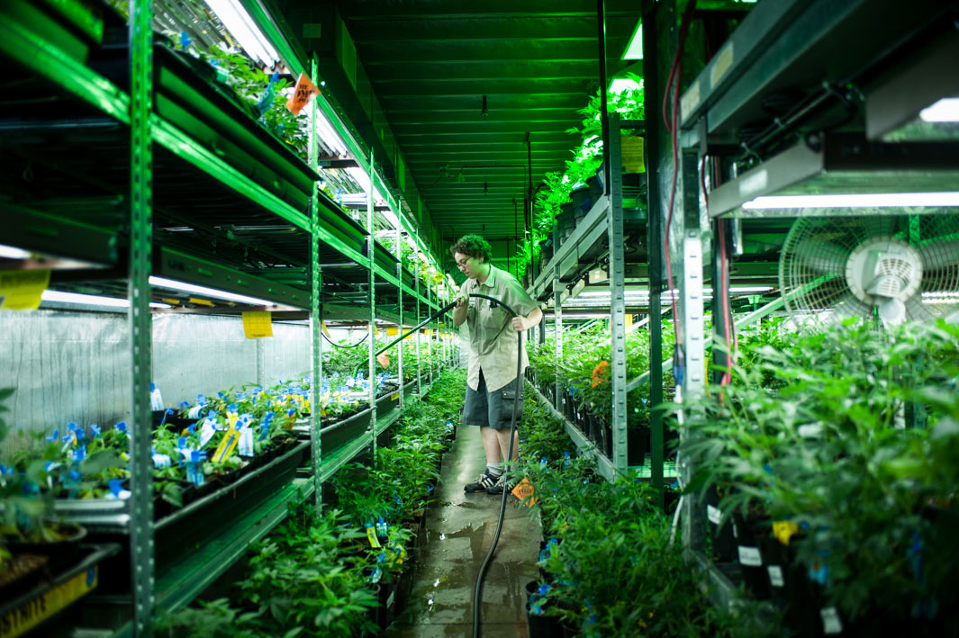 Theo Stroomer: A look at Medicine Man, one of Colorado’s largest marijuana dispensaries (PHOTOS).