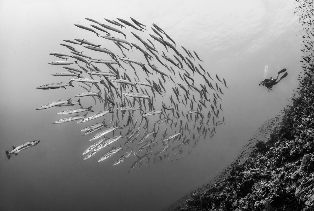 Конкурс «Underwater Photo Contest 2014», подводная фотография