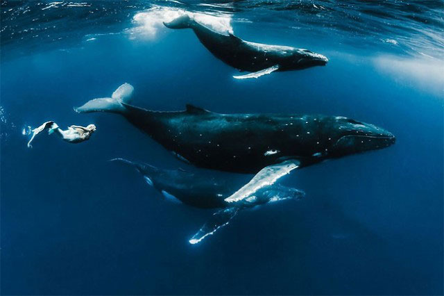 Подводная фотосъёмка с моделями и китами, Шон Хайнрихс