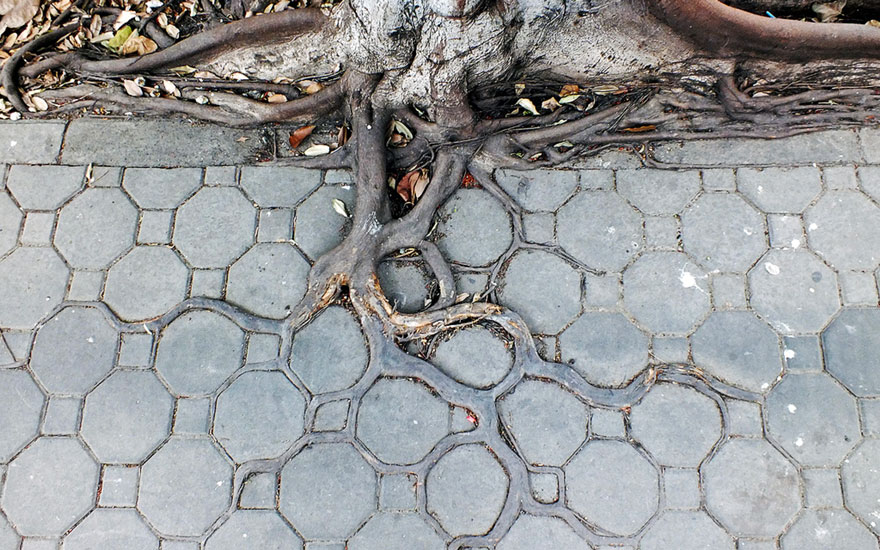 Корни деревьев побеждают бетон - 10 фото-2