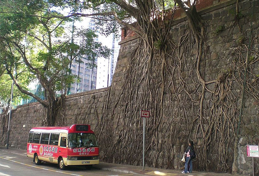 Корни деревьев побеждают бетон - 10 фото-20