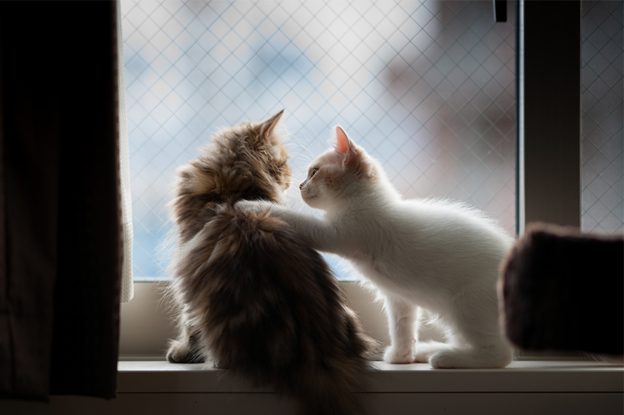 Кошки у окна - 30 фото-68