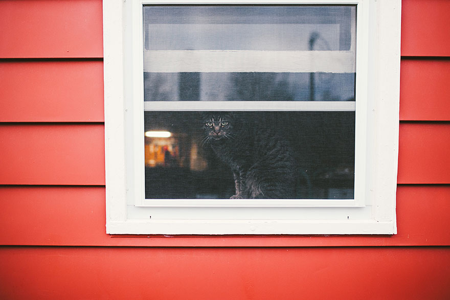 Кошки у окна - 30 фото-49