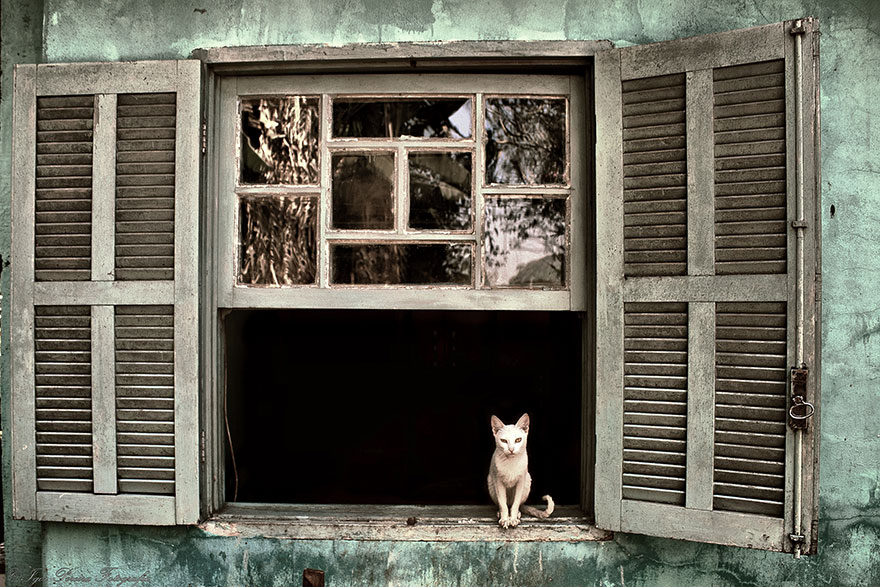 Кошки у окна - 30 фото-34