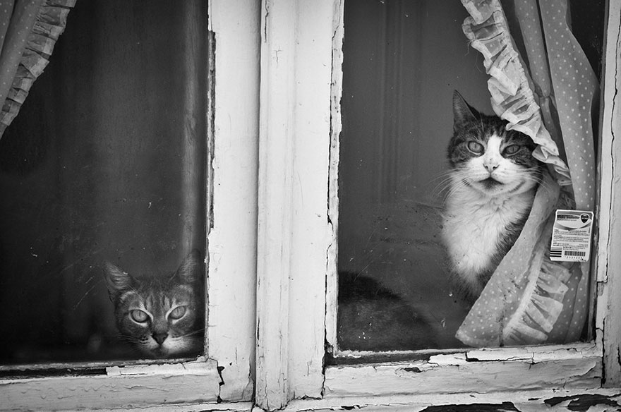 Кошки у окна - 30 фото-14