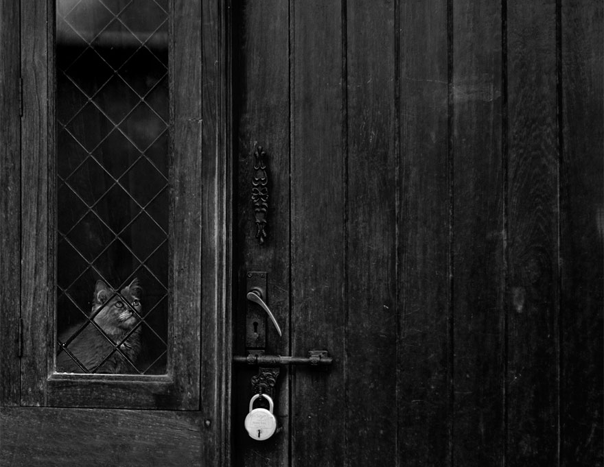 Кошки у окна - 30 фото-15