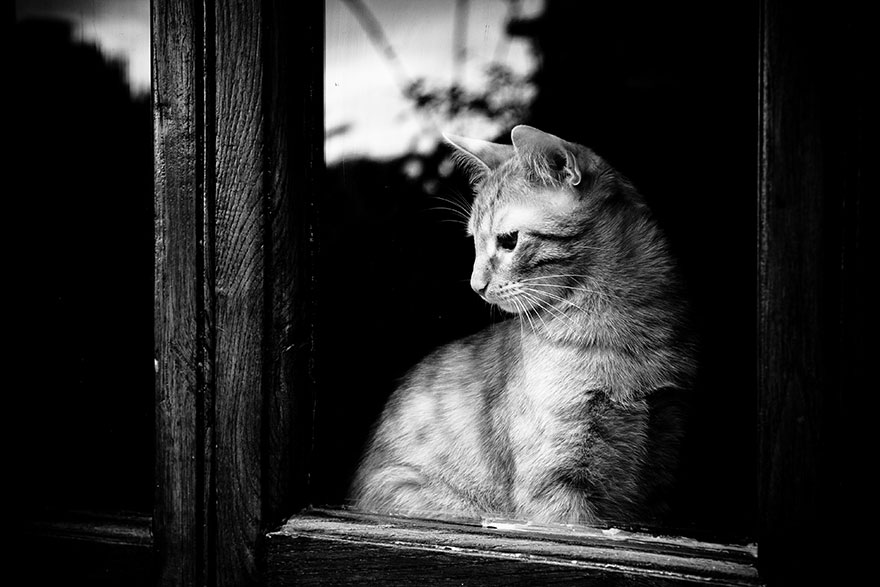 Кошки у окна - 30 фото-44