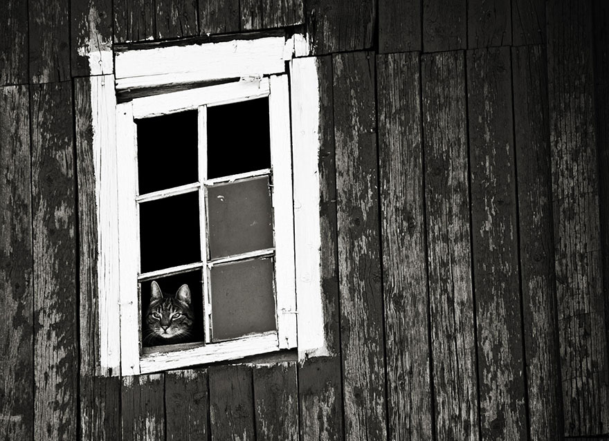 Кошки у окна - 30 фото-10