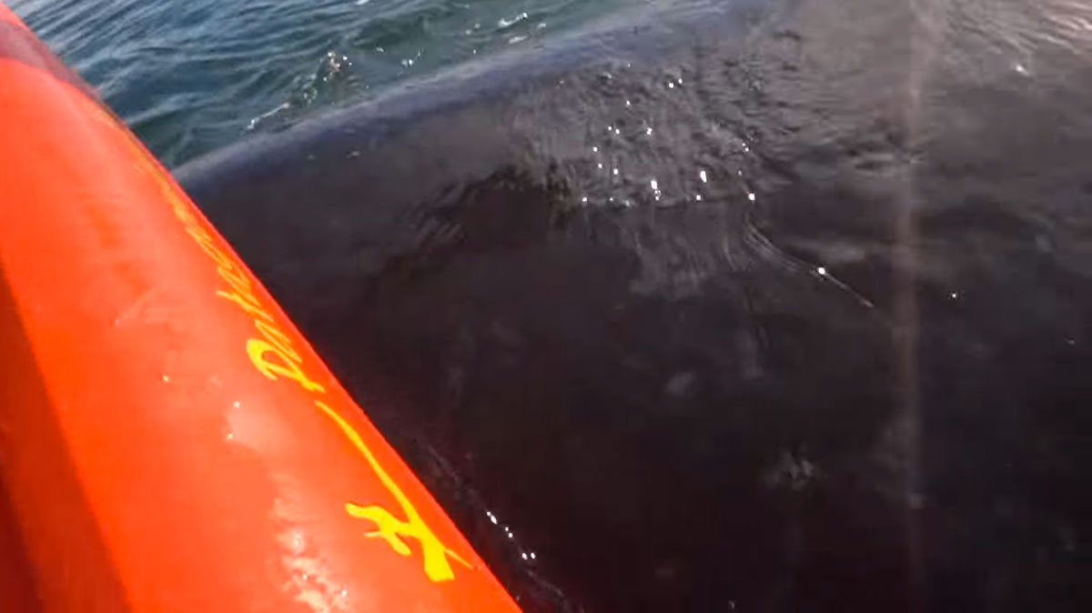Отец и дочь застряли в каяке на спине кита - видео