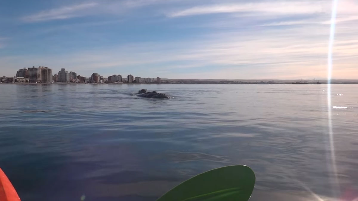 Отец и дочь застряли в каяке на спине кита - видео