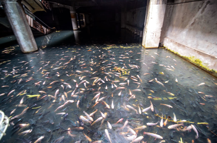 Заброшенный торговый центр в Бангкоке захватили рыбы-5
