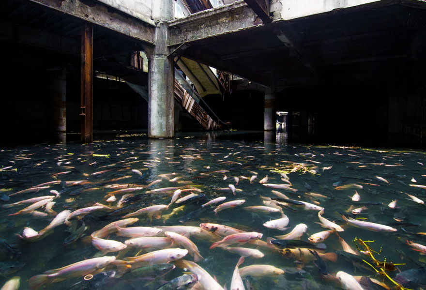 Заброшенный торговый центр в Бангкоке захватили рыбы-6