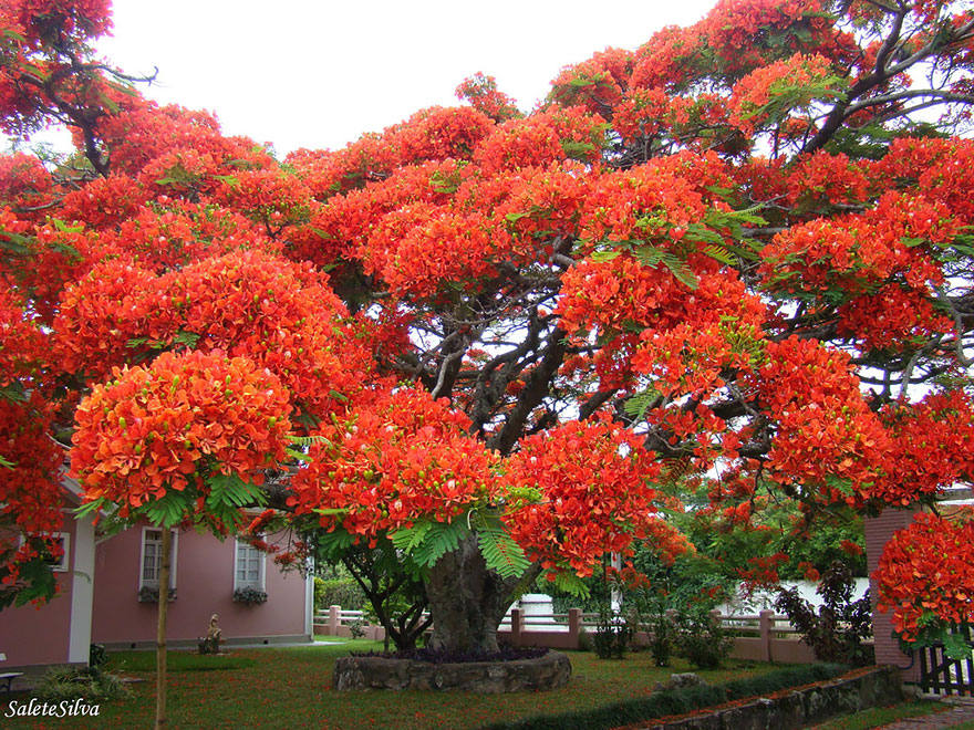 Яркое дерево, Бразилия-15