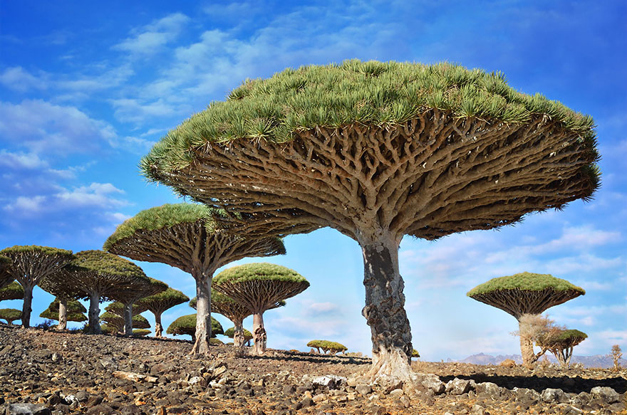 Деревья драконовой крови, Йемен-14