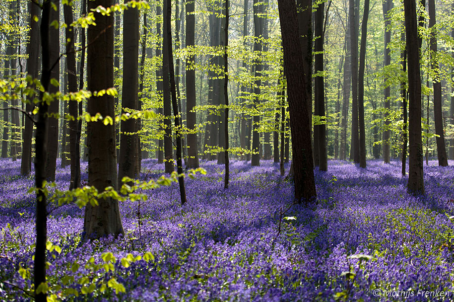 Мистический голубой лес в Бельгии-10