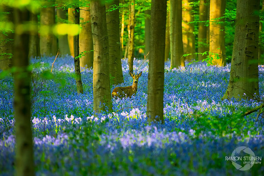 Мистический голубой лес в Бельгии-7