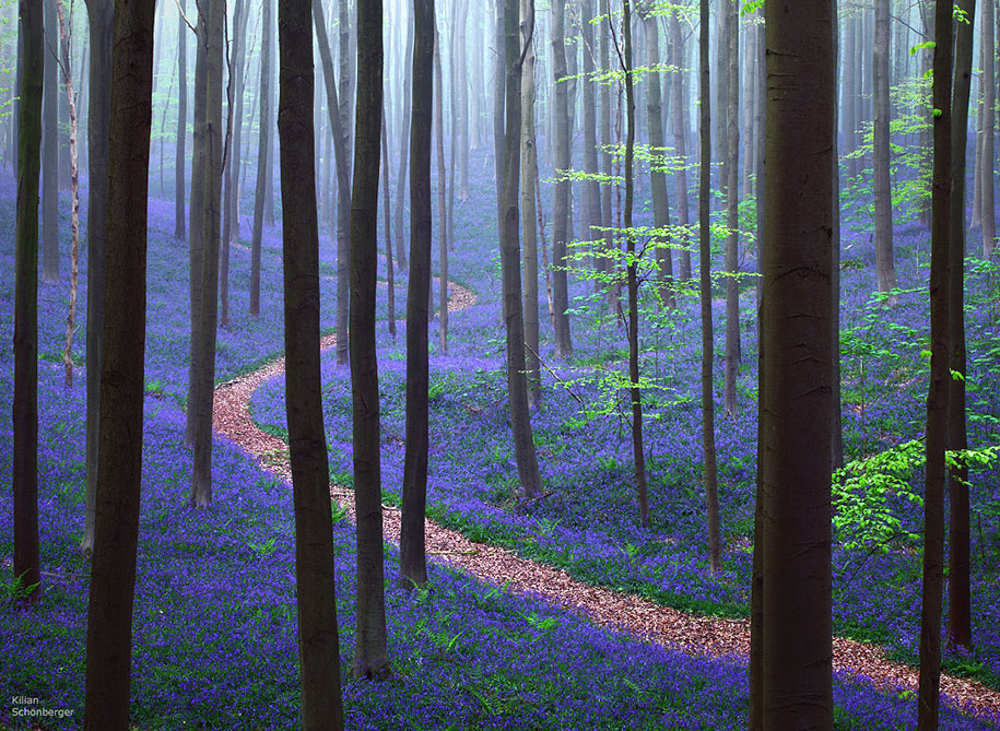 Мистический голубой лес в Бельгии-1