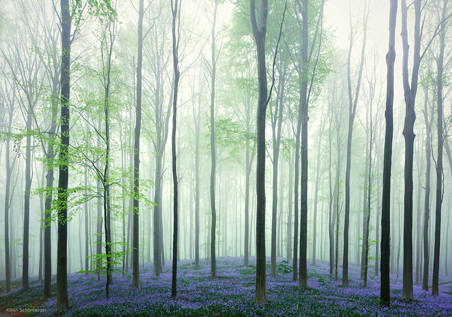 Мистический голубой лес в Бельгии-5