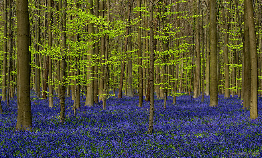 Мистический голубой лес в Бельгии-6