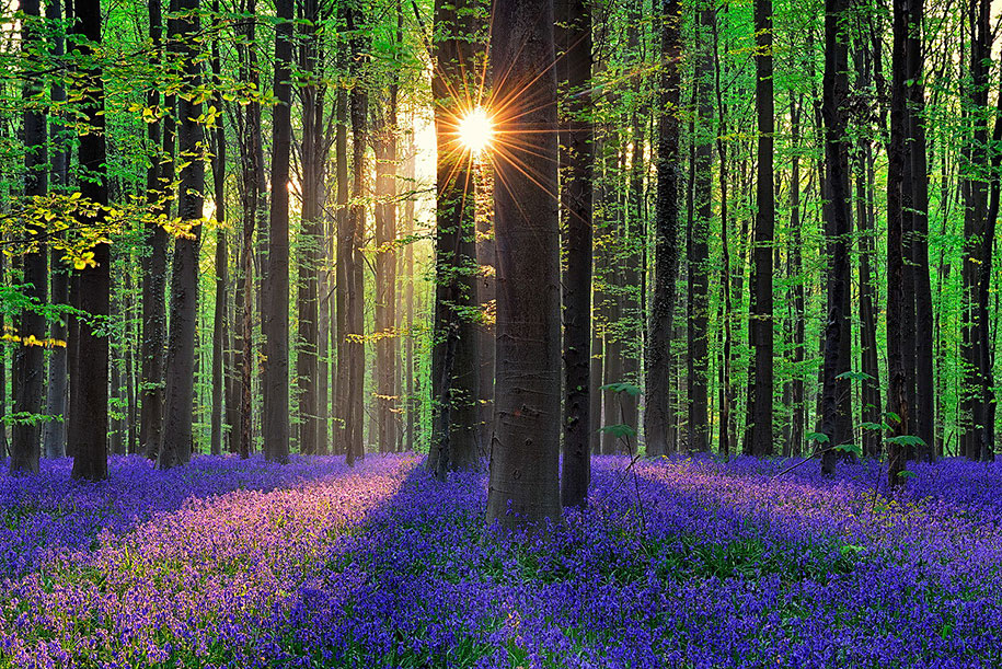 Мистический голубой лес в Бельгии-2