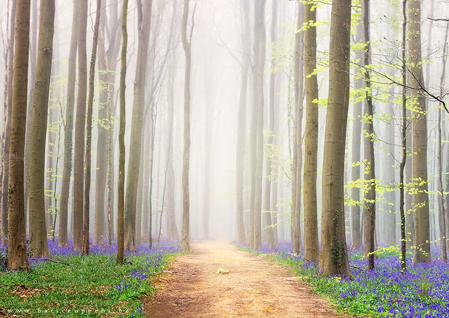 Мистический голубой лес в Бельгии-12