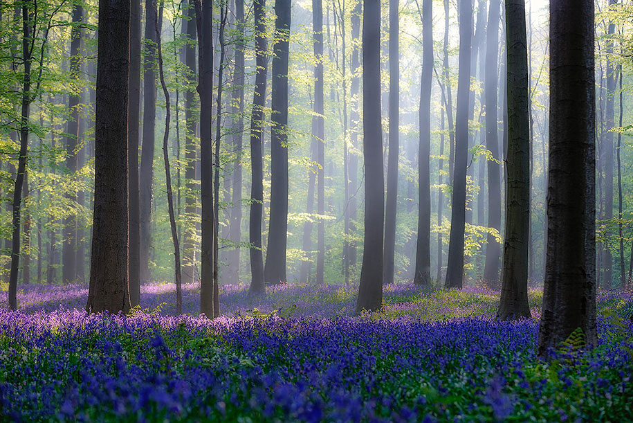 Мистический голубой лес в Бельгии-14
