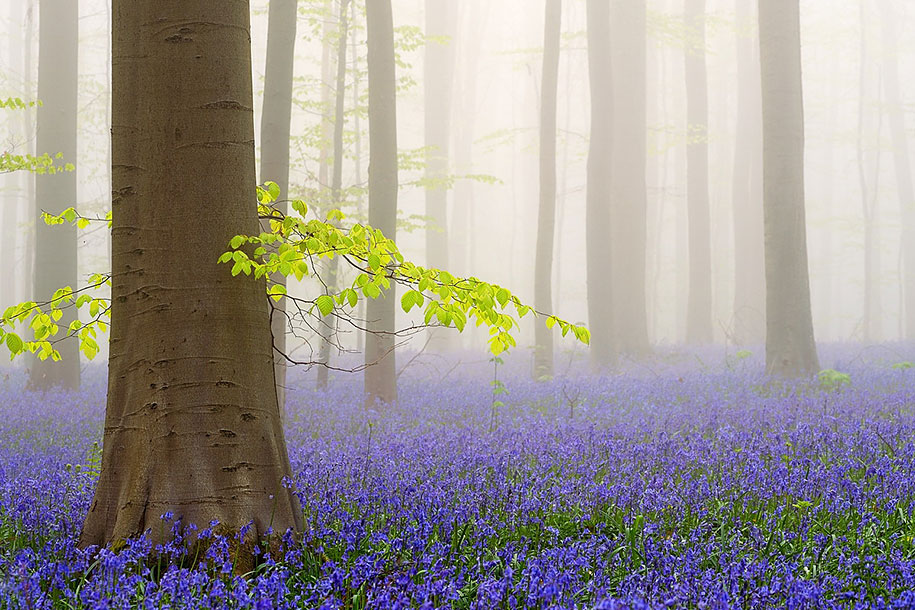 Мистический голубой лес в Бельгии-4