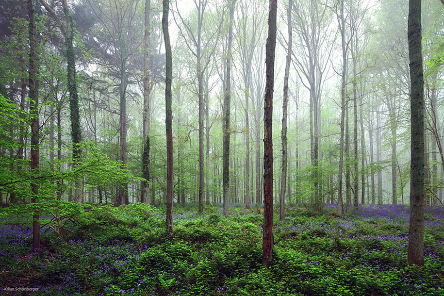 Мистический голубой лес в Бельгии-11
