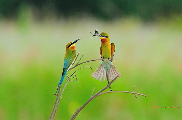 35 увлекательных фотографий птиц