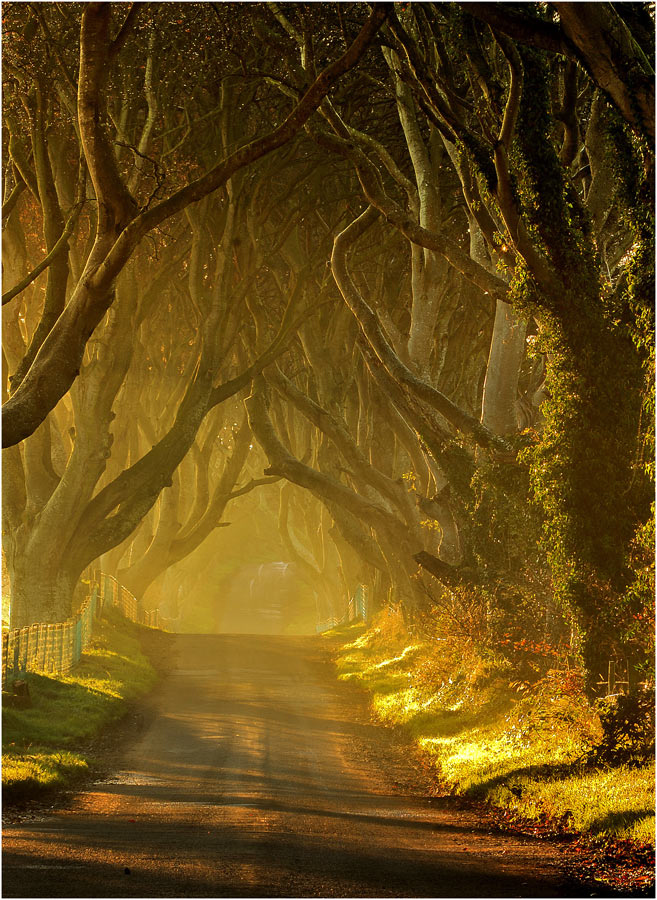Живописная и мрачная изгородь из деревьев в Ирландии