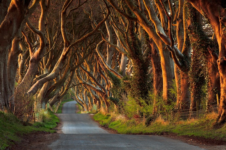 Живописная и мрачная изгородь из деревьев в Ирландии