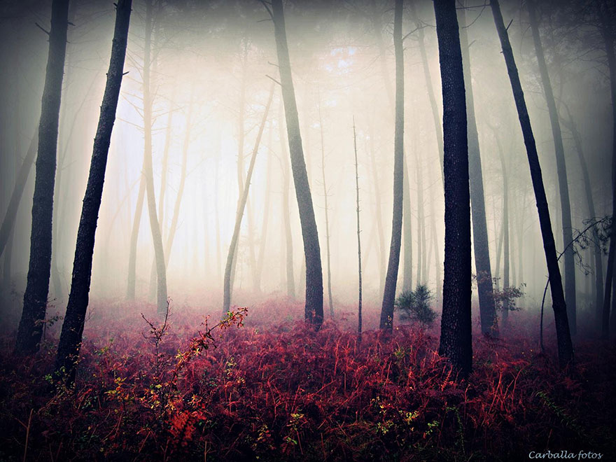 Мистические испанские леса в фотографиях Гильермо Карбальо-7