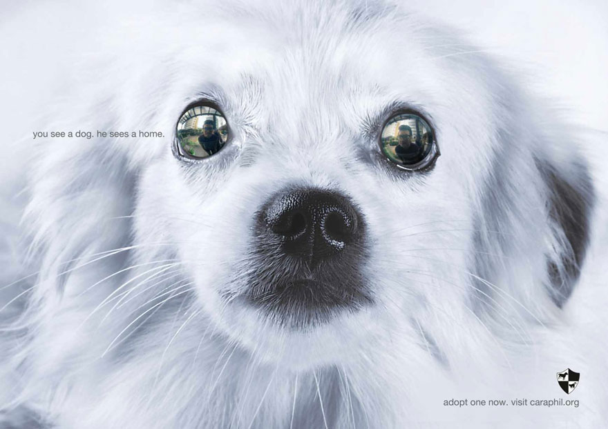 Мощные рекламные кампании о проблемах животных-105