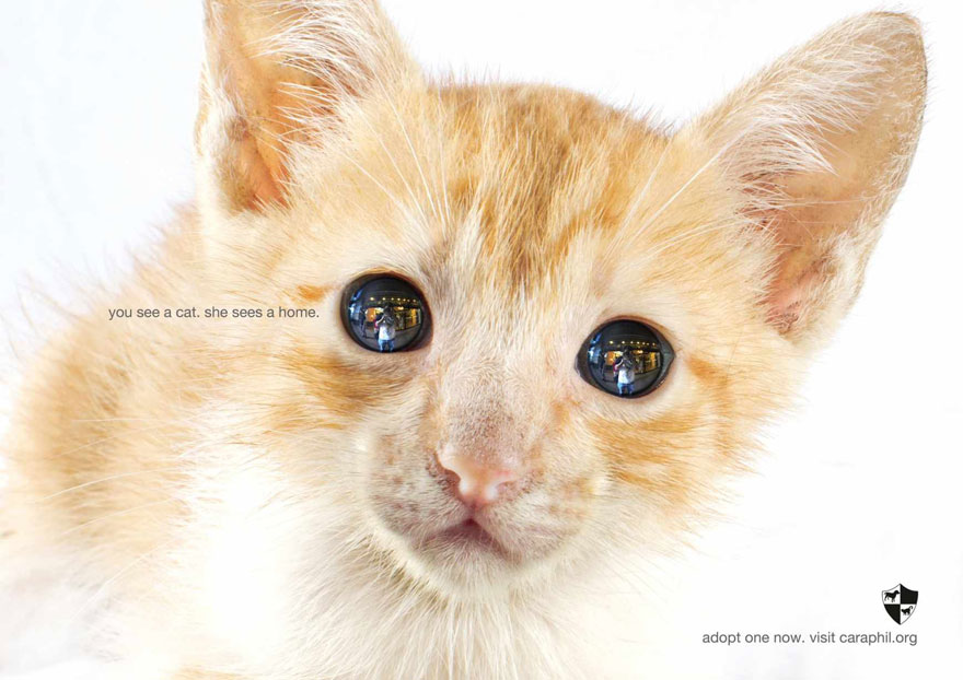 Мощные рекламные кампании о проблемах животных-106