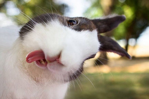 20 очаровательных фотографий кроликов-3