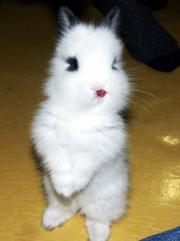 20 очаровательных фотографий кроликов-13