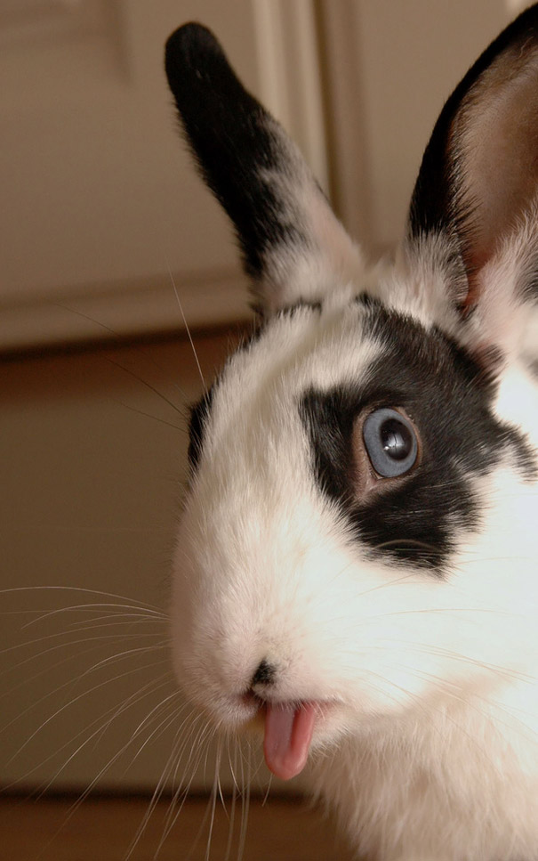 20 очаровательных фотографий кроликов-1