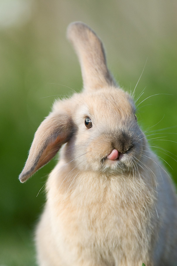 20 очаровательных фотографий кроликов-2