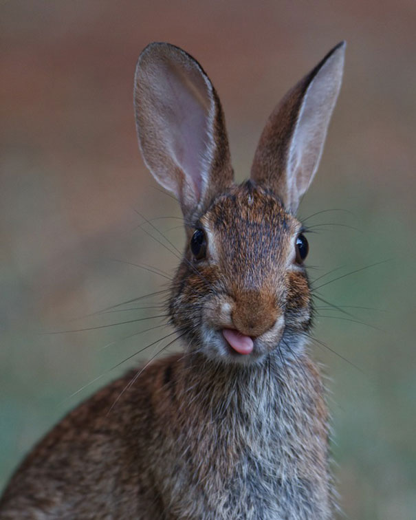 20 очаровательных фотографий кроликов-23
